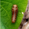 zer polyxena larva don5